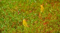 Saffron Finches in Ã¢â¬ËÃâ¬kulikuli Sesuvium Portulacastrum